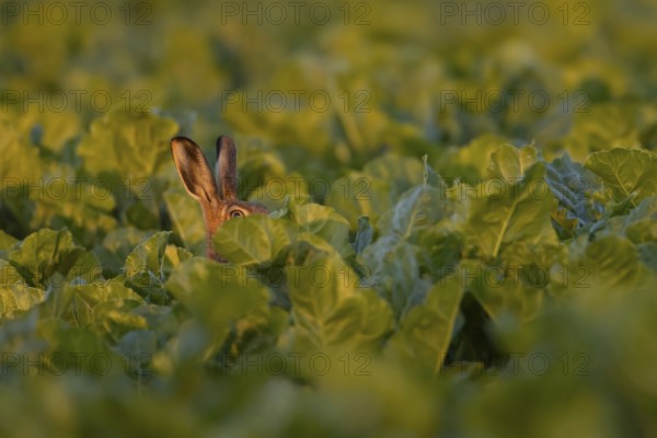 European brown hare (Lepus europaeus) adult animal in a sugar beet crop in a farmland field in summer, Suffolk, England, United Kingdom