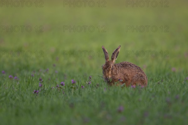 European brown hare (Lepus europaeus) adult animal in a farmland cereal crop field in spring, Suffolk, England, United Kingdom