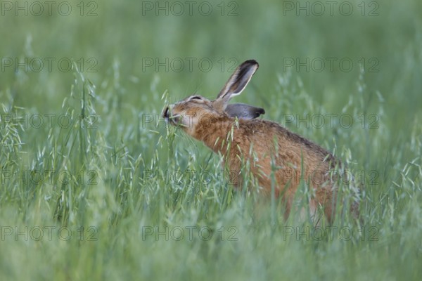 European brown hare (Lepus europaeus) adult animal feeding in a farmland oat cereal field in summer, Suffolk, England, United Kingdom