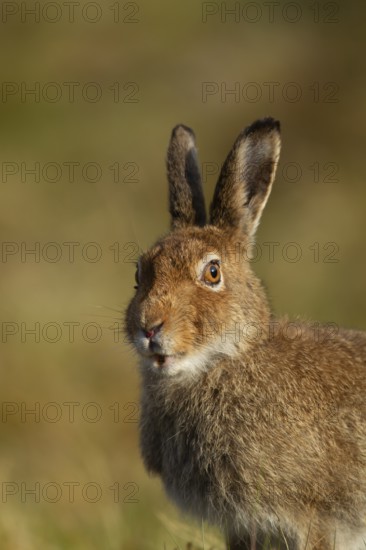 Mountain hare (Lepus timidus) adult animal in its summer coat head portrait, Scotland, United Kingdom