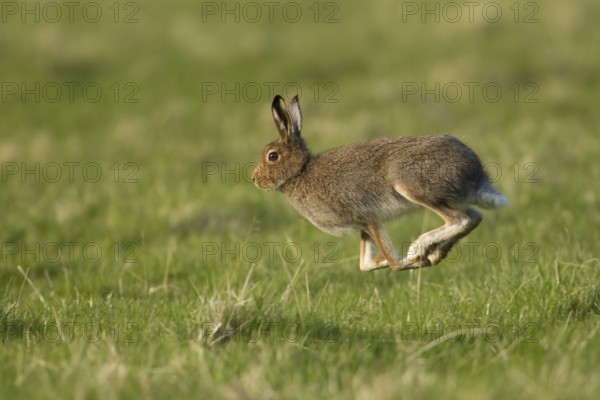 Mountain hare (Lepus timidus) adult animal in its summer coat running on a upland meadow, The Highlands, Scotland, United Kingdom