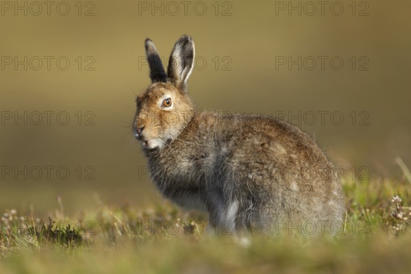 Mountain hare (Lepus timidus) adult animal in its summer coat on a hillside, Scotland, United Kingdom