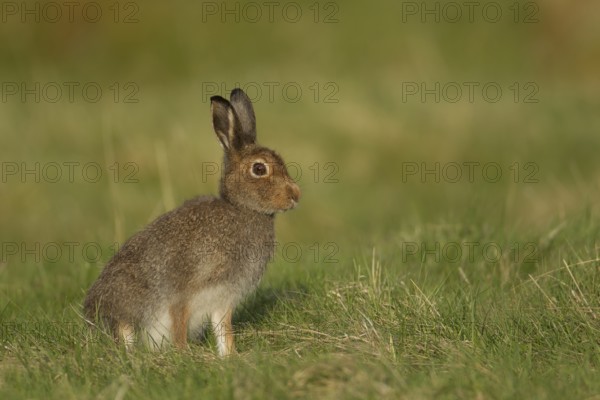 Mountain hare (Lepus timidus) adult animal in its summer coat on a upland meadow, The Highlands, Scotland, United Kingdom