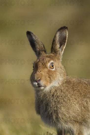 Mountain hare (Lepus timidus) adult animal in its summer coat head portrait, The Highlands, Scotland, United Kingdom