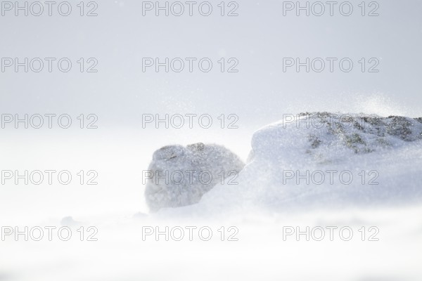 Mountain hare (Lepus timidus) adult animal in its white coat in snow on a mountain in a blizzard in winter, Scotland, United Kingdom