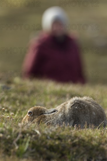 Mountain hare (Lepus timidus) adult animal in its summer coat on a upland meadow with a human in the background, The Highlands, Scotland, United Kingdom