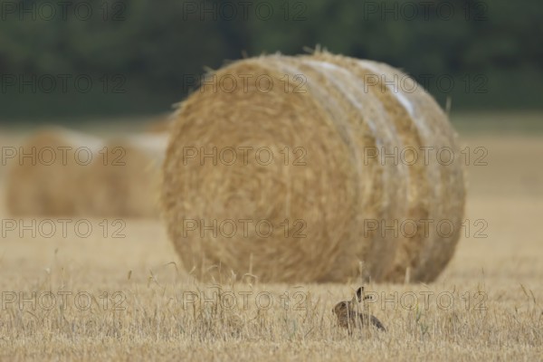 European brown hare (Lepus europaeus) adult animal in a farmland stubble field with a straw or hay bale in the background in summer, Suffolk, England, United Kingdom