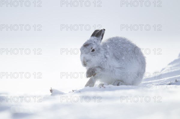 Mountain hare (Lepus timidus) adult animal in its white coat in snow on a mountain in winter, Scottish Highlands, Scotland, United Kingdom