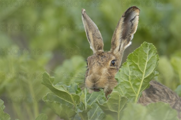 European brown hare (Lepus europaeus) adult animal feeding on a sugar beet crop in a farmland field in summer, Suffolk, England, United Kingdom