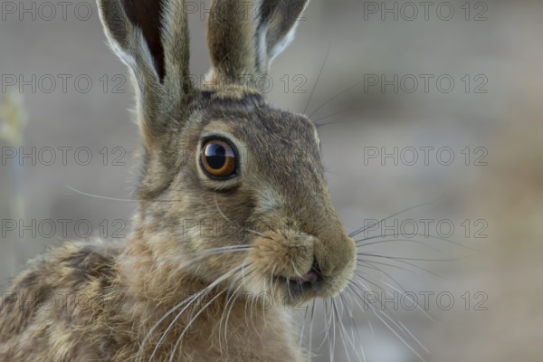 European brown hare (Lepus europaeus) adult animal head portrait in summer, Suffolk, England, United Kingdom