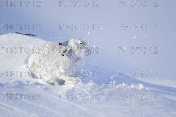 Mountain hare (Lepus timidus) adult animal in its white coat in shaking snow off itself on a mountain in winter, Scottish Highlands, Scotland, United Kingdom