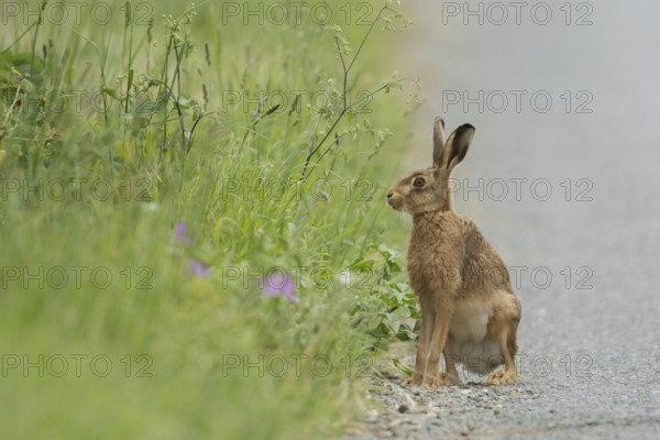 European brown hare (Lepus europaeus) adult animal on a country road in summer, Suffolk, England, United Kingdom