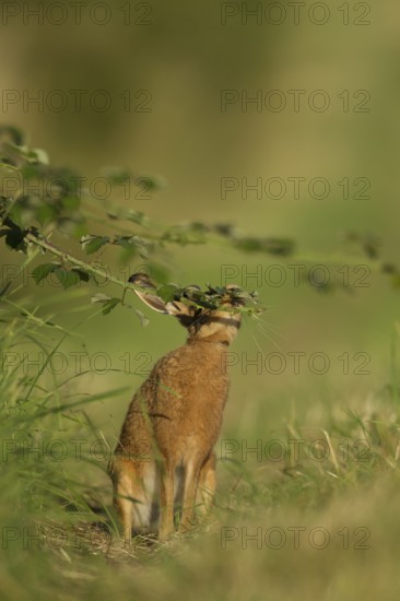 European brown hare (Lepus europaeus) adult animal feeding on a bramble plant in summer, Norfolk, England, United Kingdom