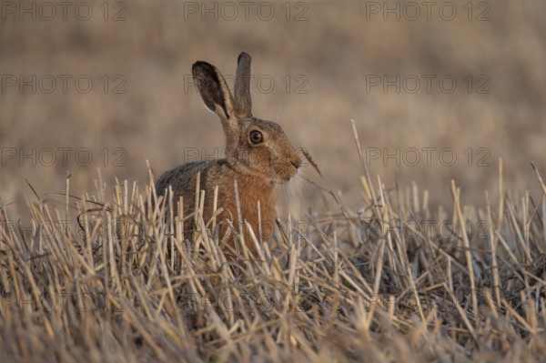 European brown hare (Lepus europaeus) adult animal in a farmland stubble field in summer, Suffolk, England, United Kingdom