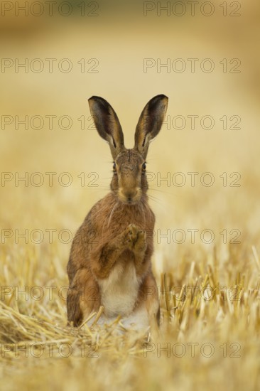 European brown hare (Lepus europaeus) adult animal in a farmland stubble field in summer, Norfolk, England, United Kingdom