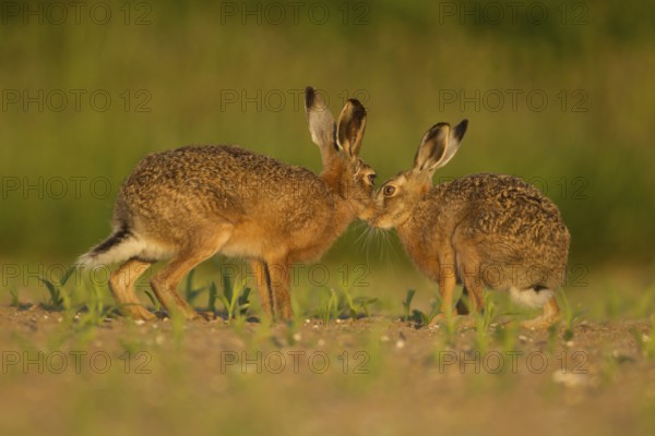 European brown hare (Lepus europaeus) two adult animals hares in love kissing in a farmland maize field in summer, Norfolk, England, United Kingdom