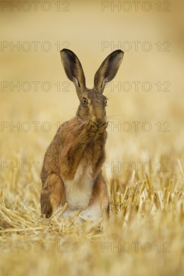 European brown hare (Lepus europaeus) adult animal washing its face in a farmland stubble field in summer, Norfolk, England, United Kingdom
