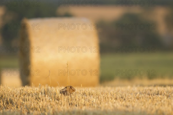 European brown hare (Lepus europaeus) juvenile baby leveret animal in a farmland stubble field with a straw or hay bale in the background in summer, Norfolk, England, United Kingdom