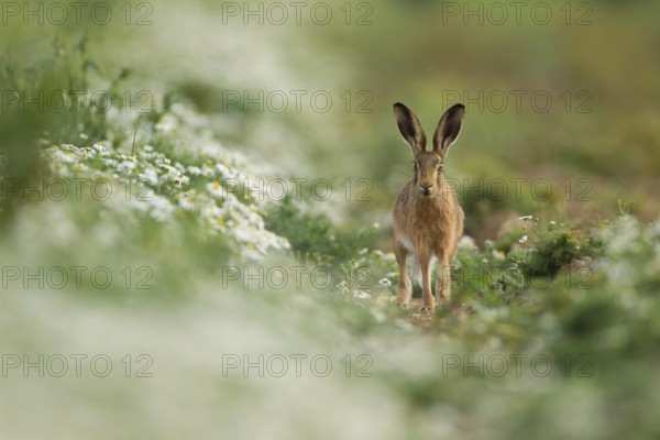 European brown hare (Lepus europaeus) adult animal in a field amongst mayweed flowers in summer, Norfolk, England, United Kingdom