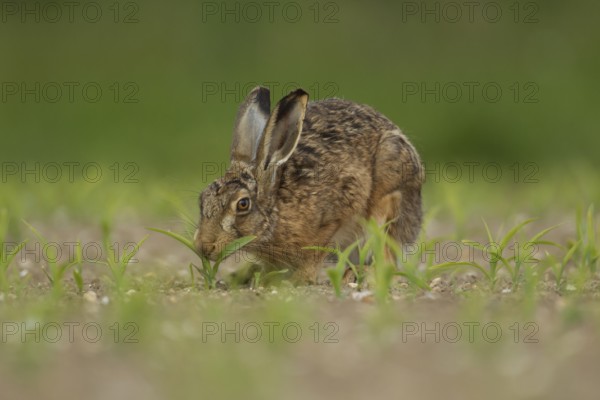 European brown hare (Lepus europaeus) adult animal feeding in a farmland maize field in summer, Norfolk, England, United Kingdom