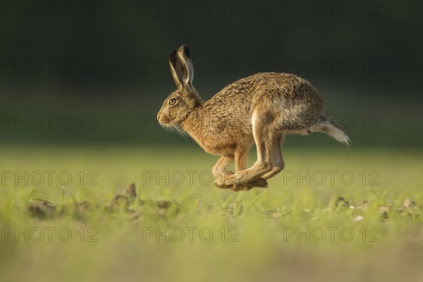 Brown hare Lepus europaeus adult running across a farmland field, Norfolk, England, United Kingdom