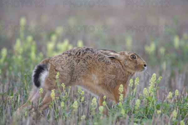 European brown hare (Lepus europaeus) adult animal stretching in a farmland stubble field amongst wild mignonette flowers in summer, Suffolk, England, United Kingdom