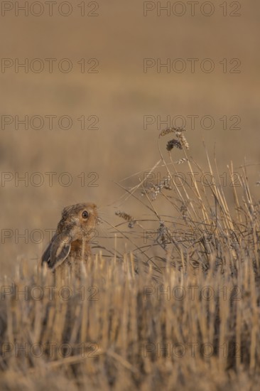 European brown hare (Lepus europaeus) adult animal feeding on a wheat sheath in a farmland stubble field in summer, Suffolk, England, United Kingdom