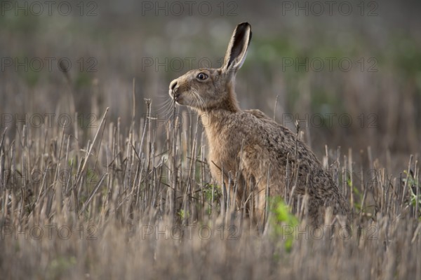 European brown hare (Lepus europaeus) adult animal feeding in a farmland stubble field in summer, Suffolk, England, United Kingdom