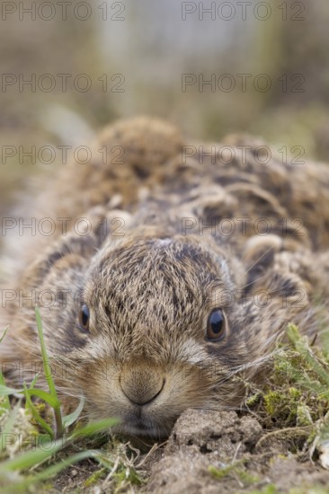 European brown hare (Lepus europaeus) juvenile baby leveret animal resting in a field in spring, Suffolk, England, United Kingdom