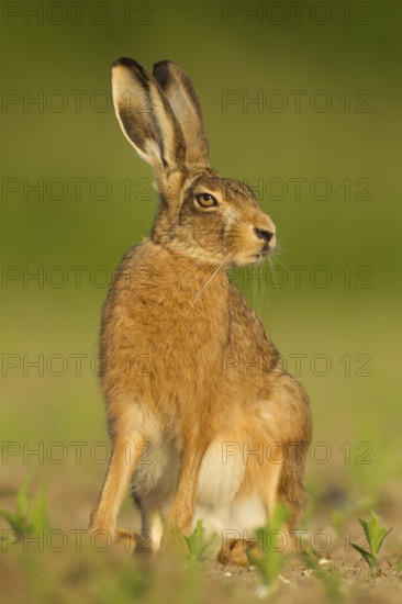 European brown hare (Lepus europaeus) adult animal in a farmland maize field in summer, Norfolk, England, United Kingdom
