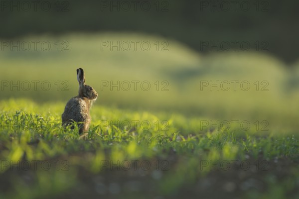 European brown hare (Lepus europaeus) adult animal in a farmland maize field in summer, Norfolk, England, United Kingdom