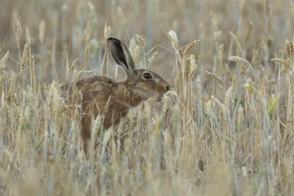 European brown hare (Lepus europaeus) adult animal feeding on a wheat sheath in a farmland field in summer, Suffolk, England, United Kingdom