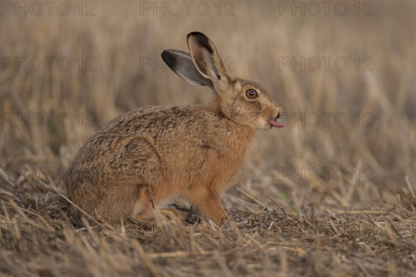 European brown hare (Lepus europaeus) adult animal humorous funny sticking its tongue out in a farmland stubble field in summer, Suffolk, England, United Kingdom