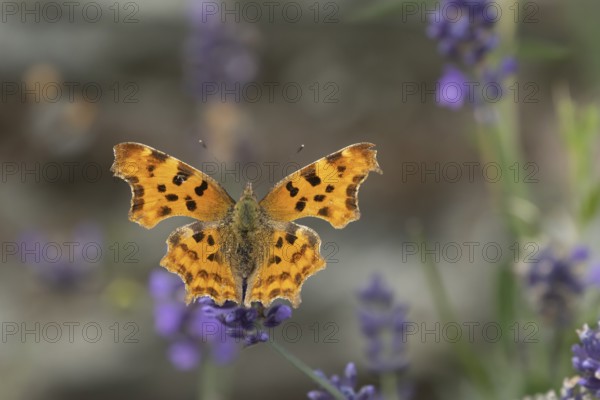 Comma butterfly (Polygonia c-album) adult insect feeding on garden Lavender flowers in summer, Somerset, England, United Kingdom