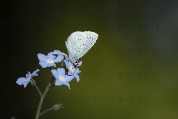 Holly blue butterfly (Celastrina argiolus) adult insect feeding on garden Forget-me-not flowers in spring, Suffolk, England, United Kingdom