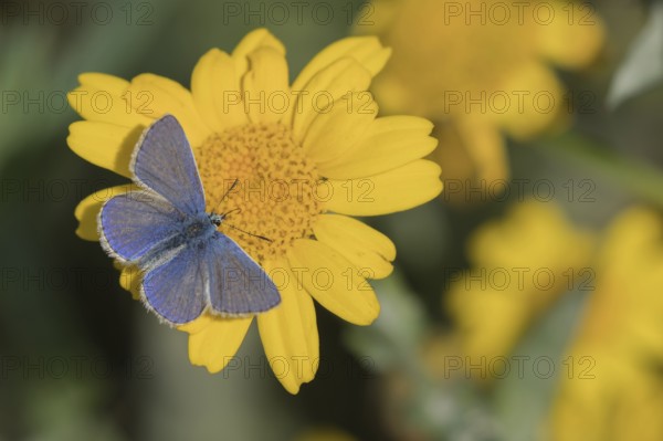 Common blue butterfly (Polyommatus icarus) adult insect male feeding on a Corn marigold flower in summer, Suffolk, England, United Kingdom