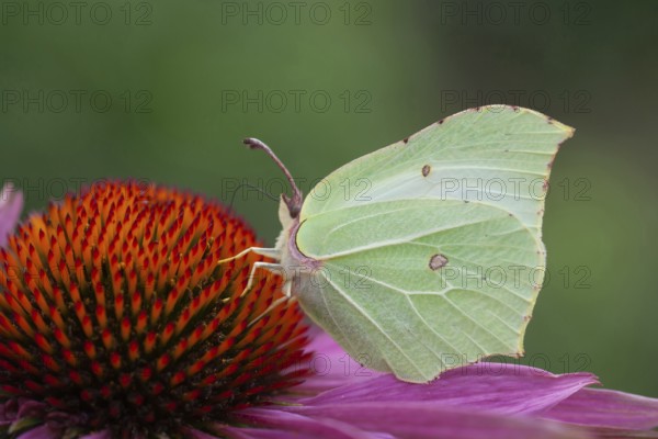 Brimstone butterfly (Gonepteryx rhamni) adult male insect feeding on a Coneflower (Echinacea spp) flower in summer, Suffolk, England, United Kingdom
