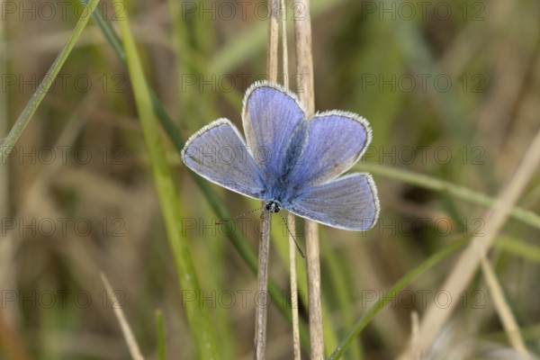 Adonis blue butterfly (Polyommatus bellargus) adult male insect resting on a grass leaf in spring, Cambridgeshire, England, United Kingdom