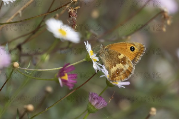 Gatekeeper butterfly (Pyronia tithonus) adult insect feeding on garden Mexican fleabane flowers in summer, Somerset, England, United Kingdom