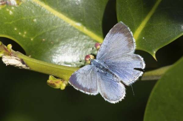 Holly blue butterfly (Celastrina argiolus) adult insect on a Holly tree leaf in spring, Norfolk, England, United Kingdom