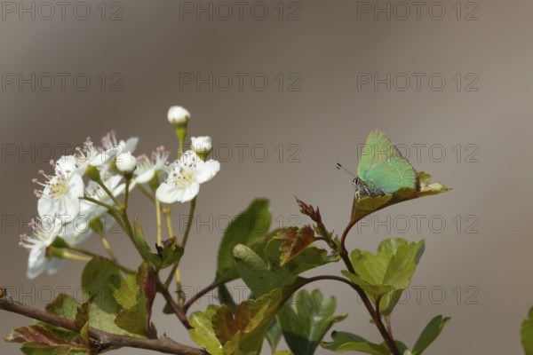 Green hairstreak butterfly (Callophrys rubi) adult insect resting on a Hawthorn tree leaf in spring, RSPB Minsmere nature reserve, Suffolk, England, United Kingdom