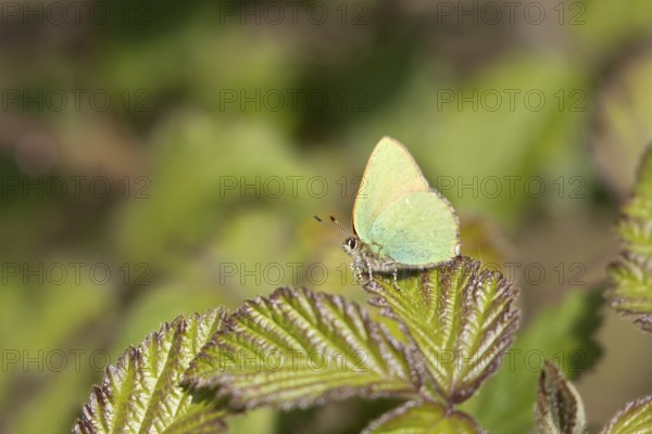 Green hairstreak butterfly (Callophrys rubi) adult insect on a bramble plant leaf in spring, Suffolk, England, United Kingdom