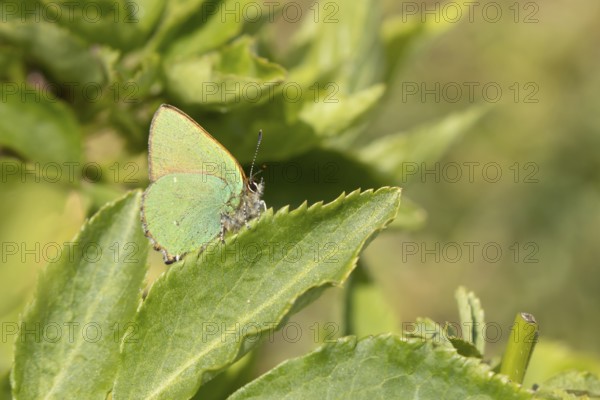 Green hairstreak butterfly (Callophrys rubi) adult insect on a plant leaf in spring, Suffolk, England, United Kingdom