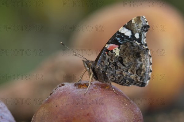 Red admiral butterfly (Vanessa atalanta) adult insect feeding on a fallen plum in a garden in summer, Suffolk, England, United Kingdom