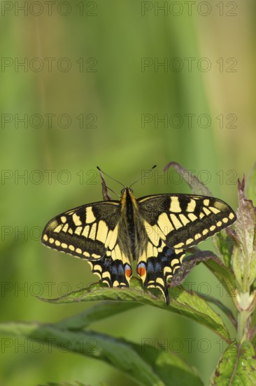 English swallowtail butterfly (Papilio machaon) adult insect resting on a plant leaf in summer, RSPB Strumpshaw fen nature reserve, Norfolk, England, United Kingdom