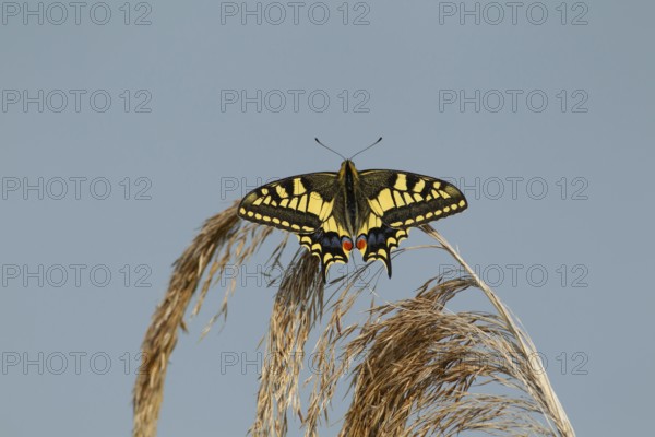 English swallowtail butterfly (Papilio machaon) adult insect resting on a Common reed plant seedhead in summer, RSPB Strumpshaw fen nature reserve, Norfolk, England, United Kingdom