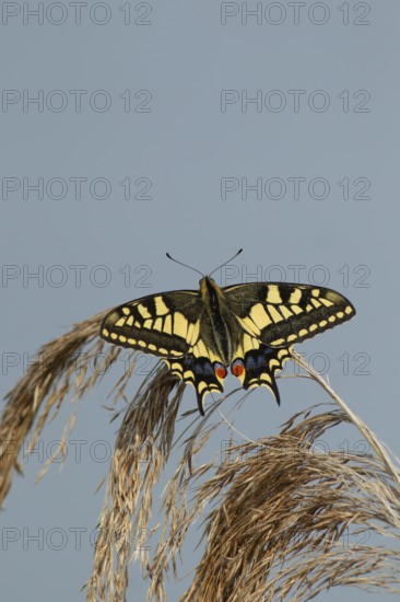 English swallowtail butterfly (Papilio machaon) adult insect resting on a Common reed plant seedhead in summer, RSPB Strumpshaw fen nature reserve, Norfolk, England, United Kingdom