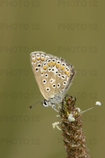 Common blue butterfly (Polyommatus icarus) adult insect resting on a Ribwort plantain flower in summer, Suffolk, England, United Kingdom
