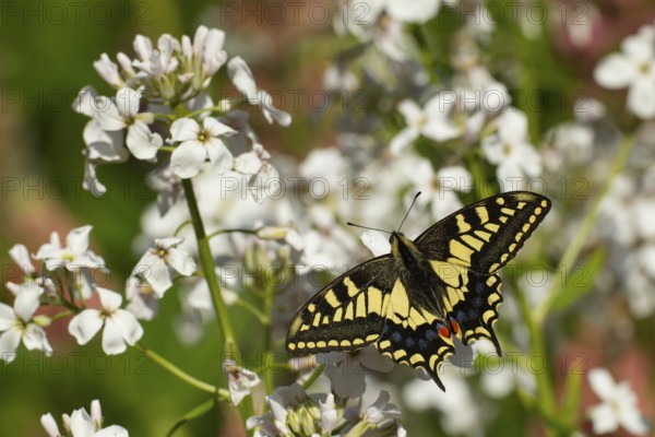 English swallowtail butterfly (Papilio machaon) adult insect feeding on white garden flowers in summer, Norfolk, England, United Kingdom