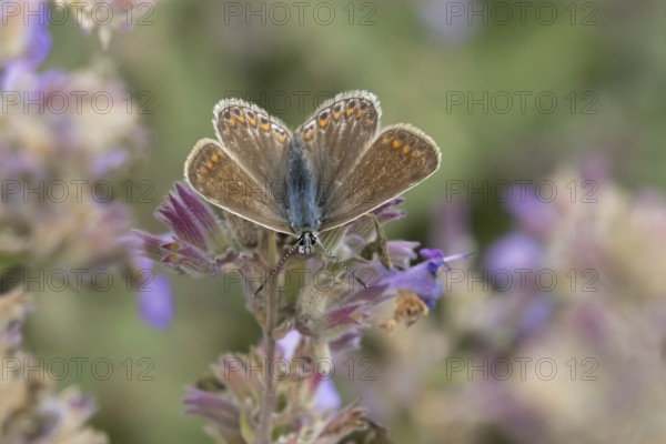 Common blue butterfly (Polyommatus icarus) adult insect female feeding on garden Catmint flowers in summer, Suffolk, England, United Kingdom